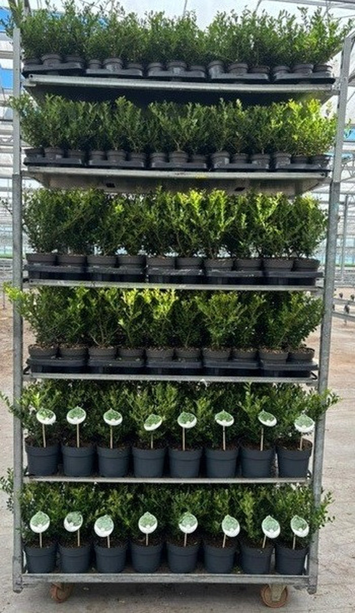 Rinčiuotasis bugienis (Lot Ilex cren.) 'Luxus' MIX 21x Ball 20-22 CM C3/P19 + 17x Ball 25-28 CM C5/P23 + 17x Ball 28-30 CM C5/P 