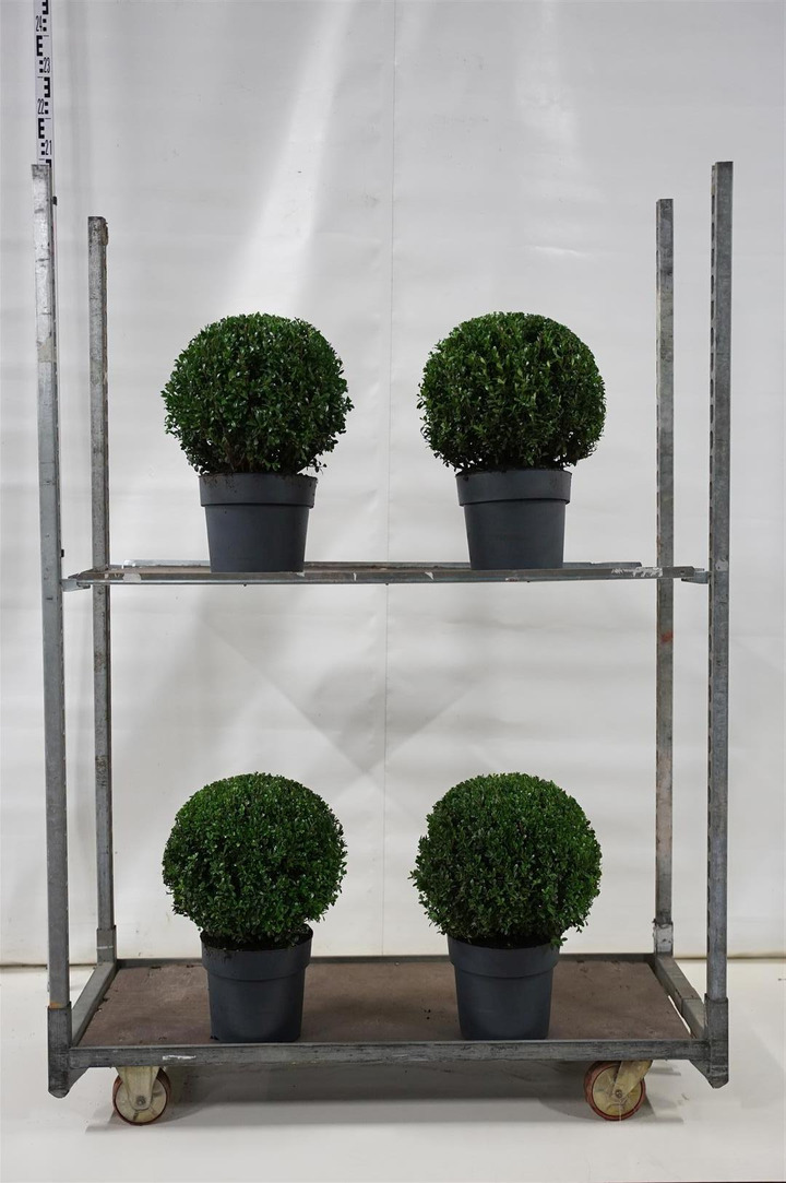 Rinčiuotasis bugienis (Lot Ilex cren.) 'Luxus' 30-35 CM BALL C5,5/TB24