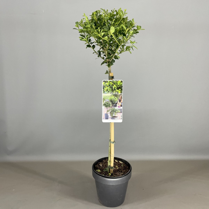 Rinčiuotasis bugienis (Lot Ilex cren.) 'Maxima' C3/P19 STIEBAS 50 CM KARŪNA 2 METU | BUGIENIAI | KRŪMAI