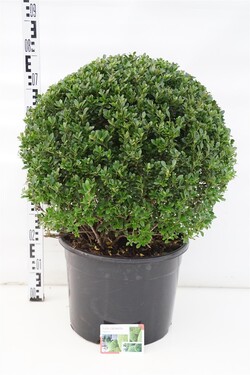 Rinčiuotasis bugienis (Lot Ilex cren.) 'Maxima' 50-60 CM RUTULYS C35 | BUGIENIAI | KRŪMAI