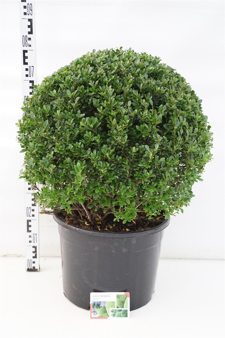 Rinčiuotasis bugienis (Lot Ilex cren.) 'Maxima' 50-60 CM RUTULYS C35 | BUGIENIAI | KRŪMAI