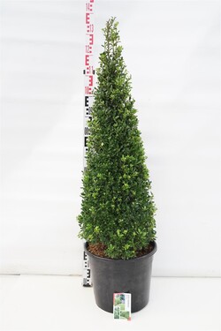 Rinčiuotasis bugienis (Lot Ilex cren.) 'Maxima' 80-100 CM C20 | BUGIENIAI | KRŪMAI