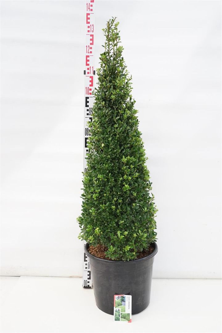 Rinčiuotasis bugienis (Lot Ilex cren.) 'Maxima' 80-100 CM C20 | BUGIENIAI | KRŪMAI