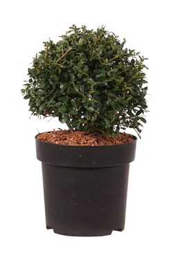 Rinčiuotasis bugienis (Lot Ilex cren.) 'Stokes' 15-20 CM BALL C3/P19