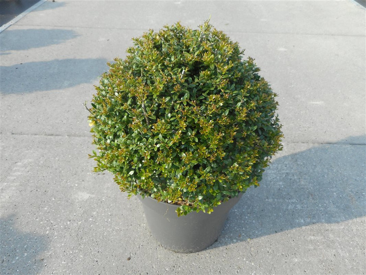 Rinčiuotasis bugienis (Lot Ilex cren.) 'Stokes' 40 CM BALL C12