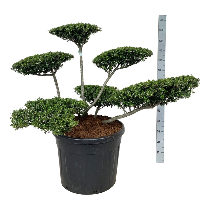 Rinčiuotasis bugienis (Lot Ilex cren.) 'Stokes' BONSAI 60-80 CM C90 | BUGIENIAI | KRŪMAI