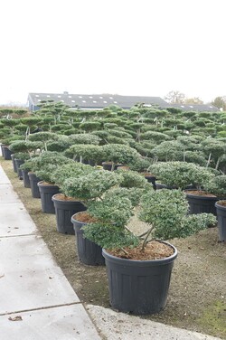 Rinčiuotasis bugienis (Lot Ilex cren.) 'Stokes' BONSAI 60-80 CM C90 - nuotrauka 2