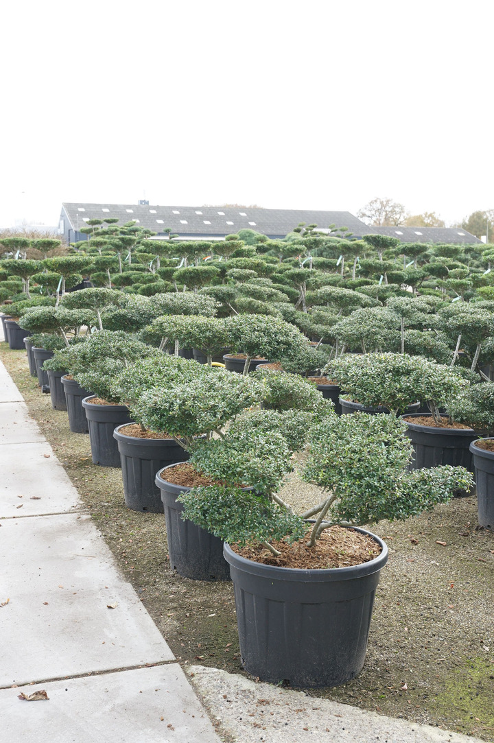 Rinčiuotasis bugienis (Lot Ilex cren.) 'Stokes' BONSAI 60-80 CM C90 | BUGIENIAI | KRŪMAI