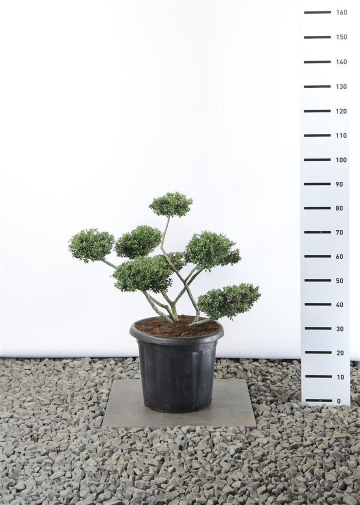 Rinčiuotasis bugienis (Lot Ilex cren.) 'Stokes' 60-80 CM EXTRA C20