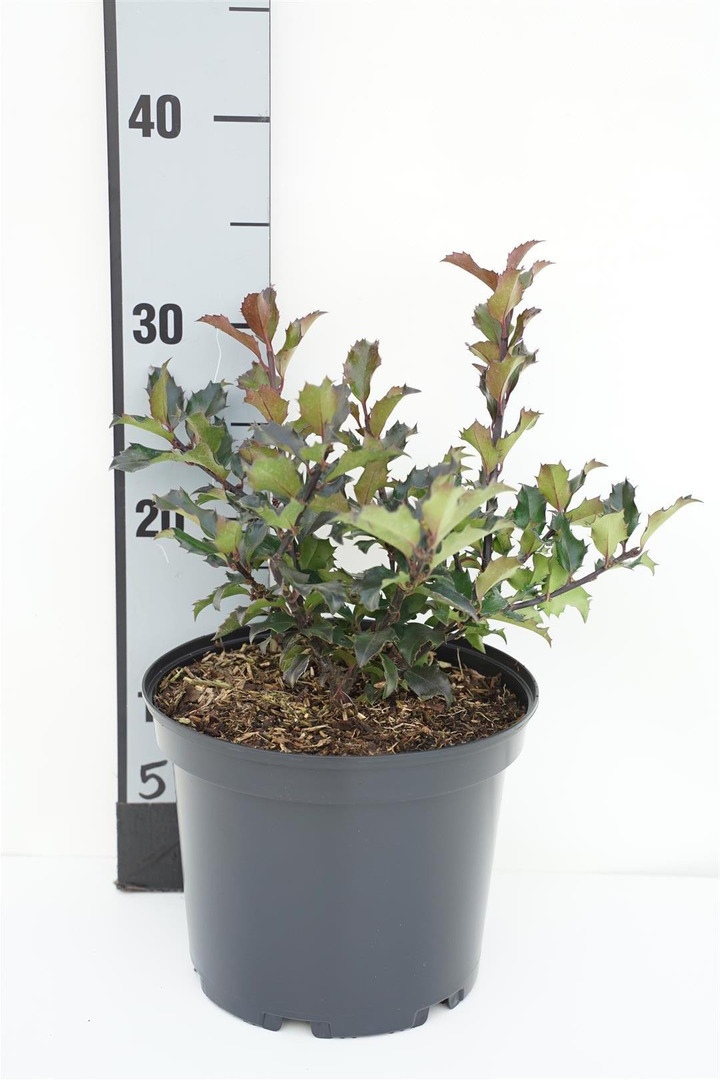 Bugienis (Lot Ilex mes.) 'Blue Princess' C3/P19 30-40 CM