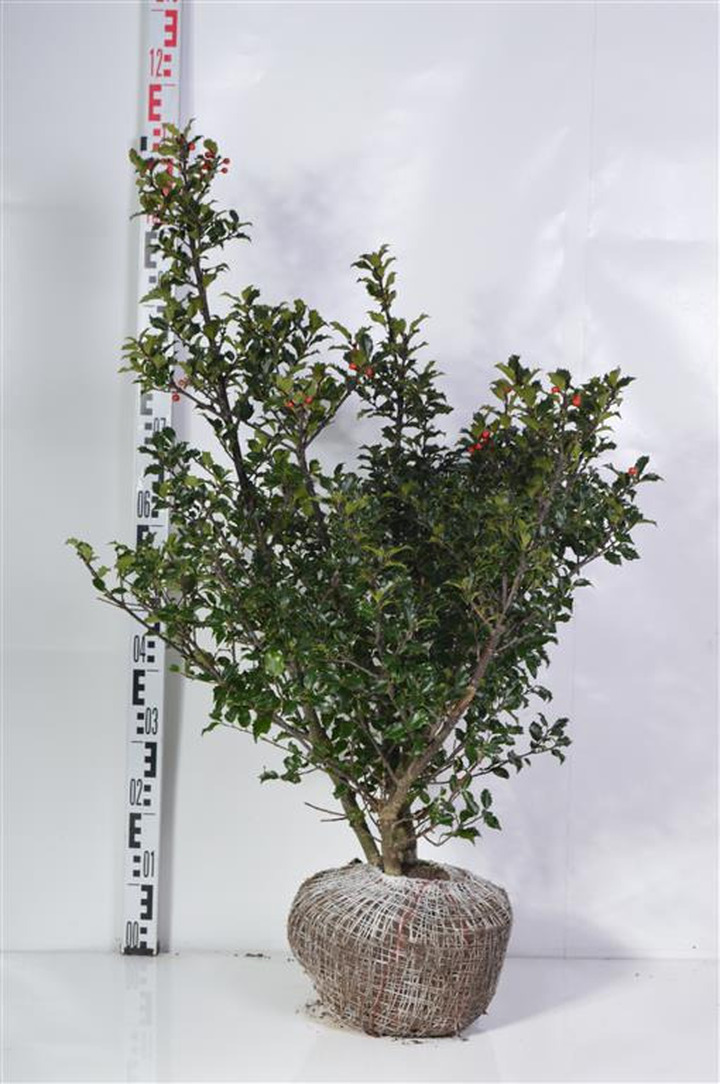 Bugienis (Lot Ilex mes.) 'Blue Princess' RB 60-80 CM