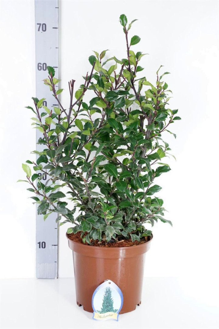 Bugienis (Lot Ilex mes.) 'Heckenstar' C5/P23 40-50 CM | BUGIENIAI | KRŪMAI