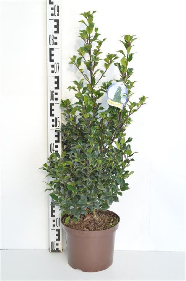Bugienis (Lot Ilex mes.) 'Heckenstar' C5/P23 40-50 CM | BUGIENIAI | KRŪMAI