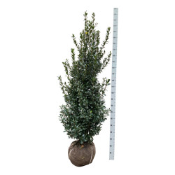 Bugienis (Lot Ilex mes.) 'Heckenstar' 175-200 CM RB EXTRA TRNSPL - nuotrauka 1