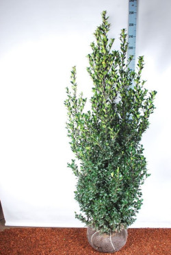Bugienis (Lot Ilex mes.) 'Heckenstar' 175-200 CM RB EXTRA TRNSPL - nuotrauka 2