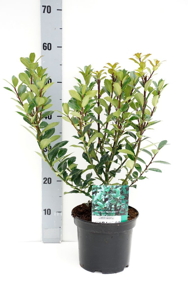 Bugienis (Lot Ilex mes.) 'Heckenpracht' C3/P19 30-40 CM