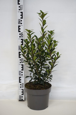 Bugienis (Lot Ilex mes.) 'Heckenpracht' C4/P21 40-60 CM