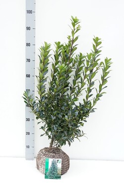 Bugienis (Lot Ilex mes.) 'Heckenpracht' RB 60-80 CM