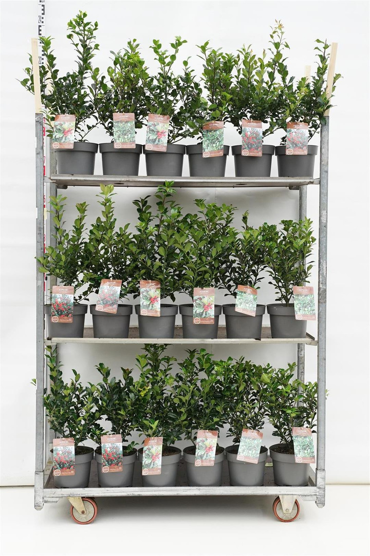 Bugienis (Lot Ilex in)   3x18 'Heckenpracht', 'Blue Maid' & 'Heckenfee' C4/P21 40-60 CM