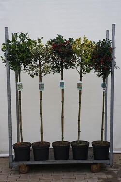 Bugienis bugienis (Lot Ilex in cultivars) C7,5/P26 KOTAS 90 CM MIX LAJA 40-50 CM * Mix of BLUE PRINCESS/ PYRAMIDALIS / BLUE | BU