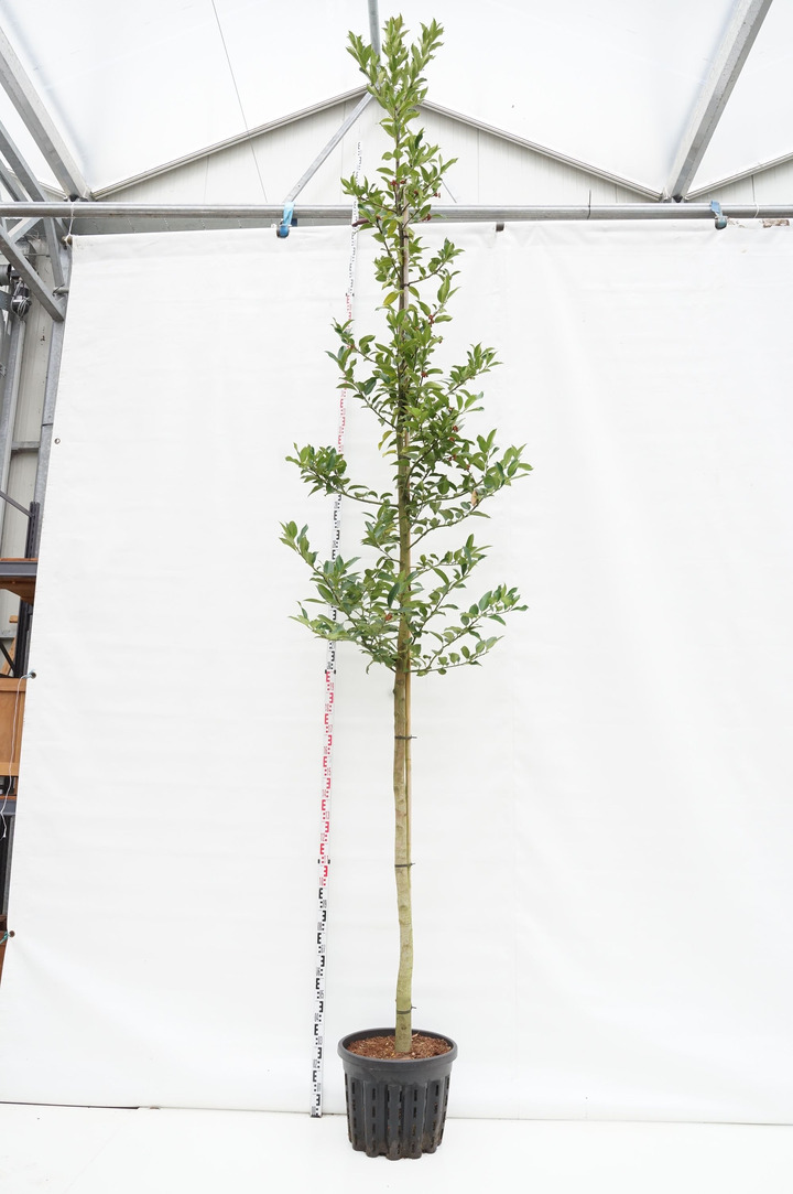 Bugienis koehneana (Lot Ilex koehneana) 'Chestnut Leaf' C50 KAMIENO APIMTIS 14-16 CM STANDARD | BUGIENIAI | KRŪMAI