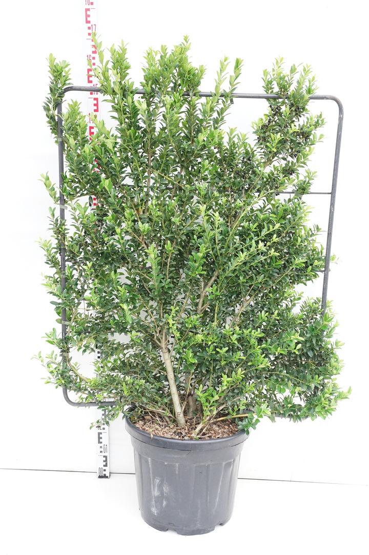 Bugienis maximowicziana (Lot Ilex maximowicziana)  C45 ESPAL. 120H100W