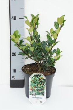 Bugienis (Lot Ilex mes.) 'Blue Maid' C3/P19 30-40 CM