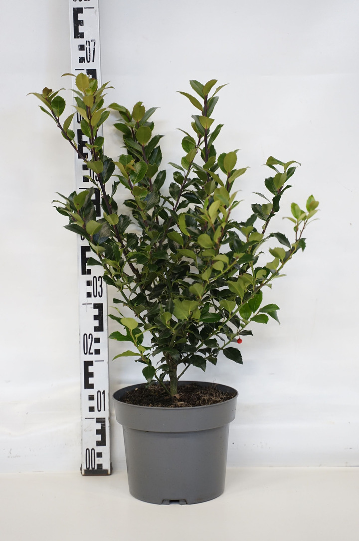 Bugienis (Lot Ilex mes.) 'Blue Maid' C4/P21 40-60 CM | BUGIENIAI | KRŪMAI