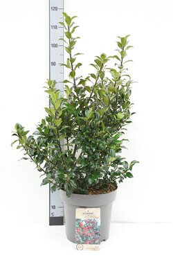 Bugienis (Lot Ilex mes.) 'Blue Maid' C12 80-100 CM