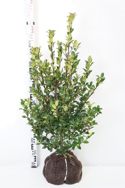 Bugienis (Lot Ilex mes.) 'Blue Maid' RB 60-80 CM