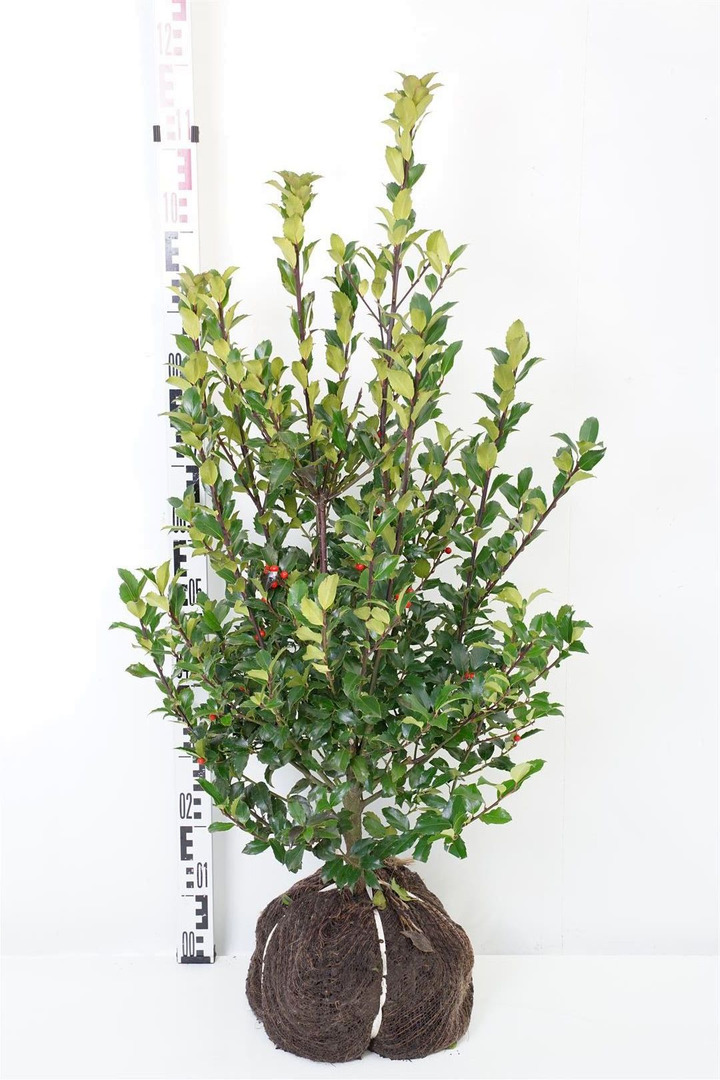 Bugienis (Lot Ilex mes.) 'Blue Maid' RB 60-80 CM