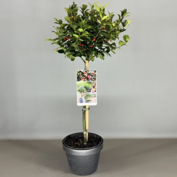 Bugienis (Lot Ilex mes.) 'Blue Maid' C3/P19 STIEBAS 50 CM CROWN 2 YR