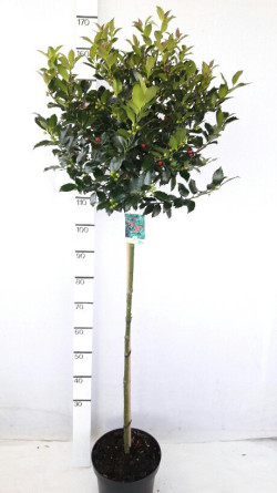 Bugienis (Lot Ilex mes.) 'Blue Maid' C7,5/P26 KOTAS 90 CM | BUGIENIAI | KRŪMAI
