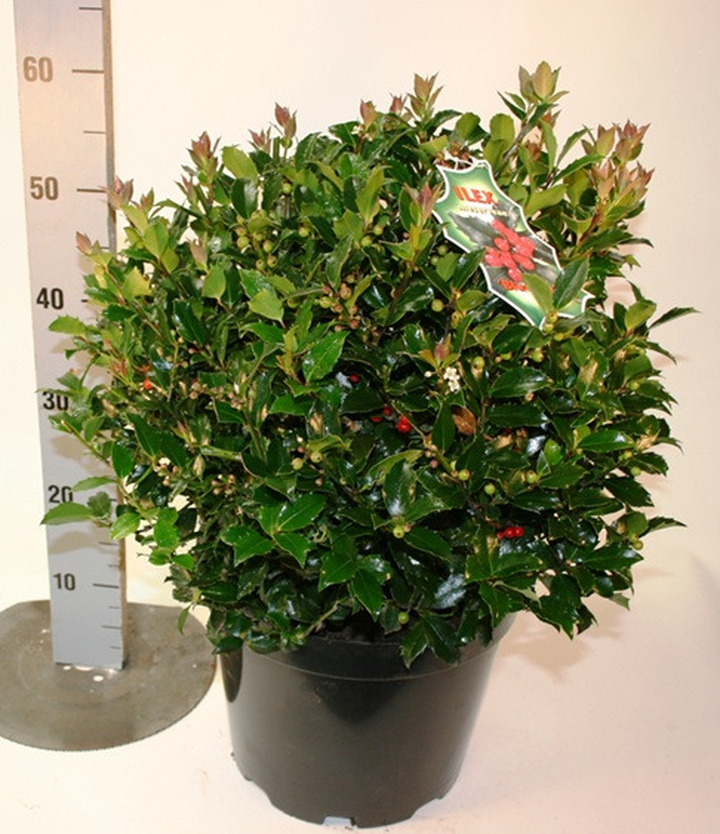 Bugienis (Lot Ilex mes.) 'Blue Maid' 40-50 CM BALL C12