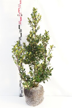 Bugienis (Lot Ilex mes.) 'Blue Prince' RB 60-80 CM