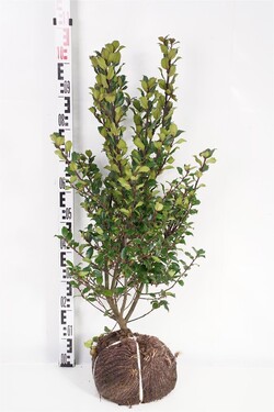 Bugienis (Lot Ilex mes.) 'Blue Prince' 80-100 CM RB