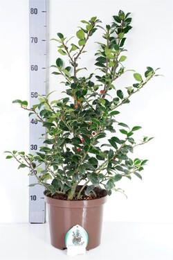 Bugienis (Lot Ilex mes.) 'Heckenfee' C5/P23 40-50 CM - nuotrauka 1