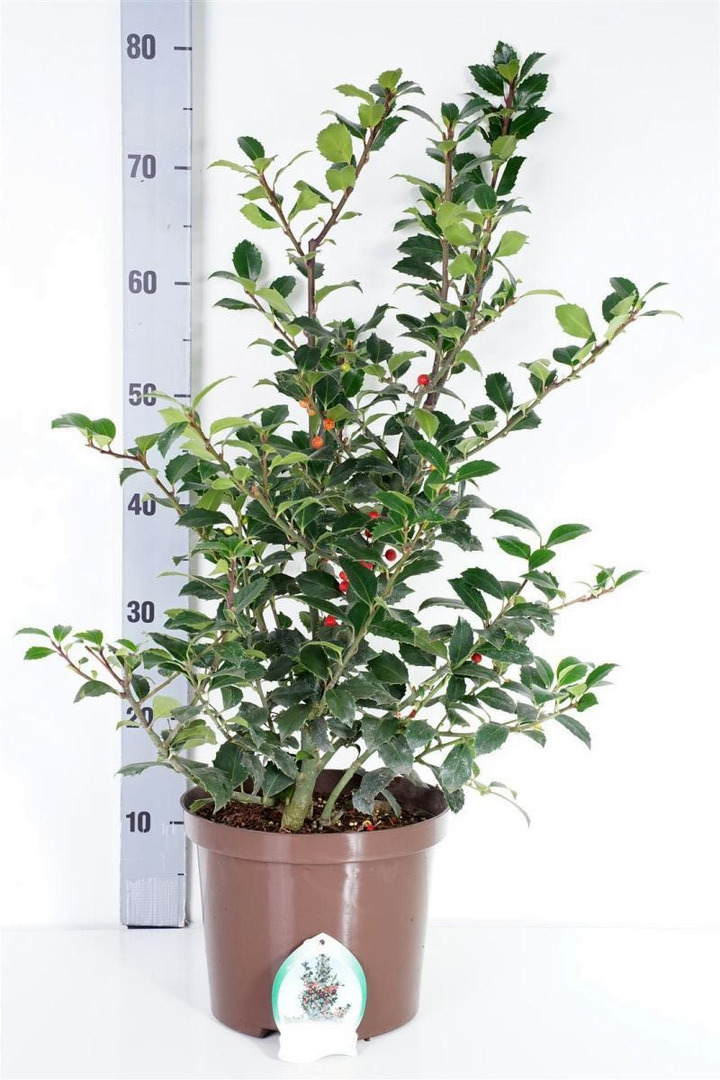 Bugienis (Lot Ilex mes.) 'Heckenfee' C5/P23 40-50 CM | BUGIENIAI | KRŪMAI