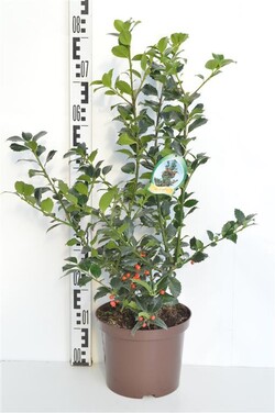 Bugienis (Lot Ilex mes.) 'Heckenfee' C5/P23 40-50 CM - nuotrauka 2