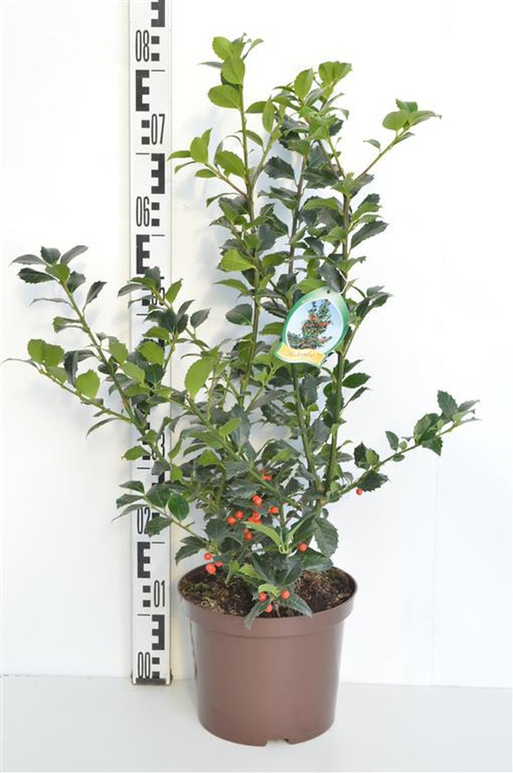 Bugienis (Lot Ilex mes.) 'Heckenfee' C5/P23 40-50 CM | BUGIENIAI | KRŪMAI