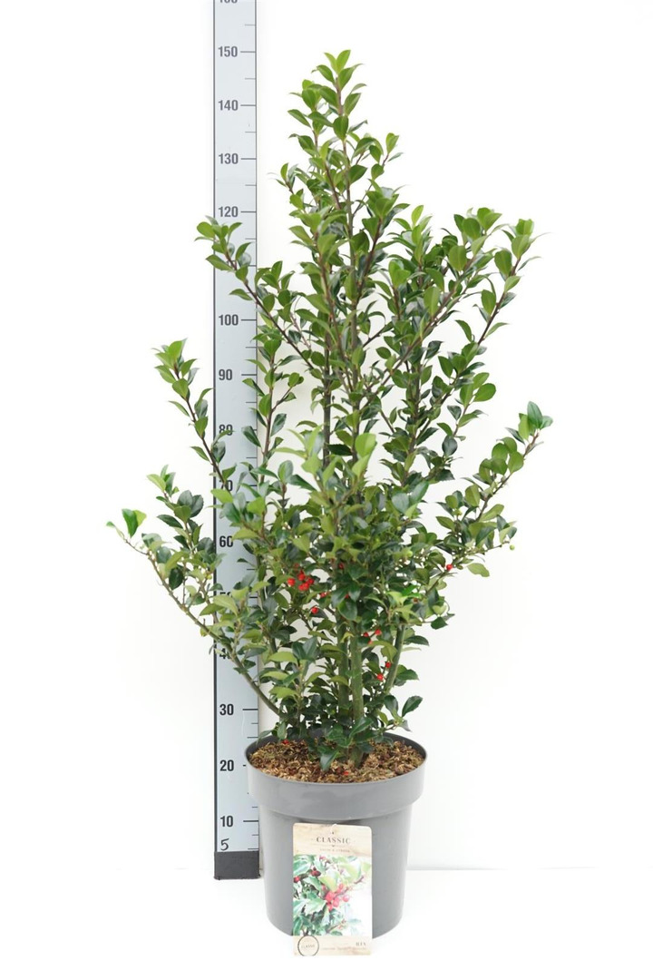 Bugienis (Lot Ilex mes.) 'Heckenfee' C12 100-125 CM