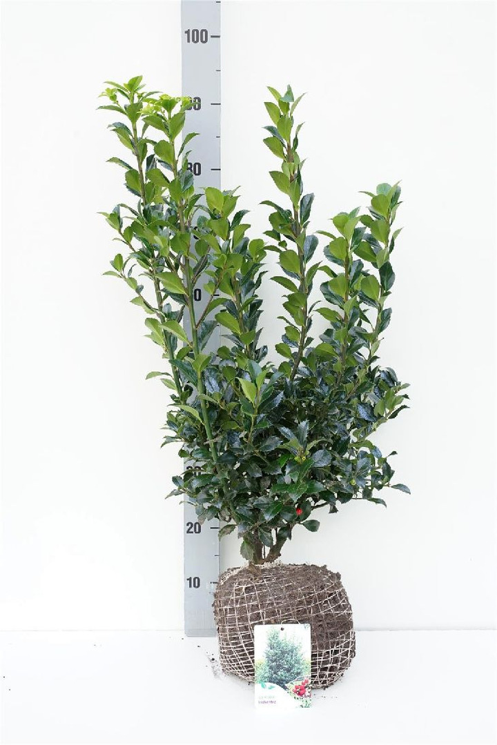 Bugienis (Lot Ilex mes.) 'Heckenfee' RB 60-80 CM