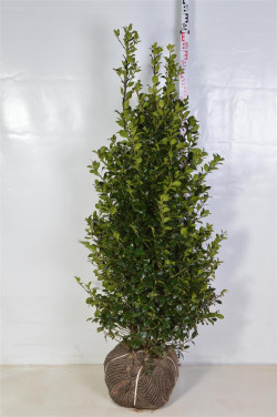 Bugienis (Lot Ilex mes.) 'Heckenfee' 125-150 CM RB EXTRA TRNSPL | BUGIENIAI | KRŪMAI