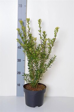 Bugienis maximowicziana (Lot Ilex maximowicziana)  C2/P17 25-30 CM