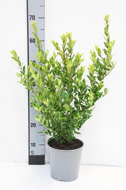 Bugienis maximowicziana kanehirae (Lot Ilex maximowicziana kanehirae) C2/P17 30-40 CM | BUGIENIAI | KRŪMAI