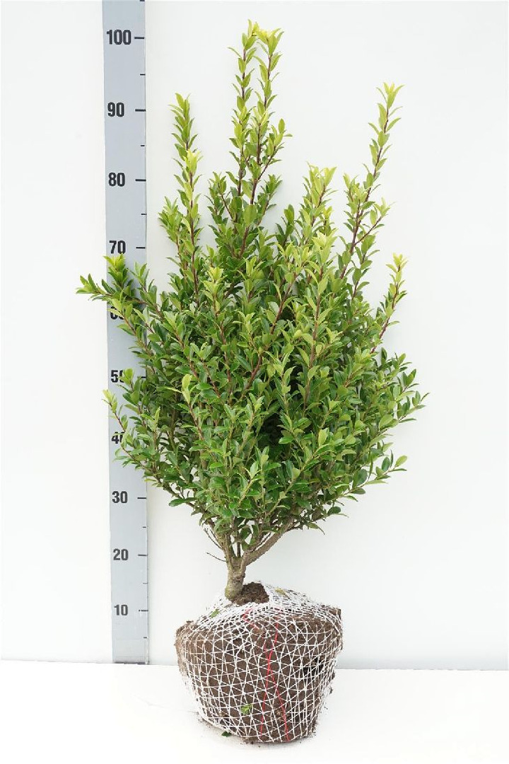 Bugienis maximowicziana (Lot Ilex maximowicziana)  RB 60-80 CM