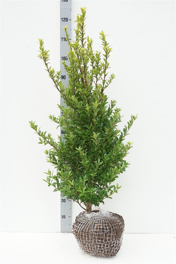 Bugienis maximowicziana (Lot Ilex maximowicziana) 80-100 CM RB | BUGIENIAI | KRŪMAI