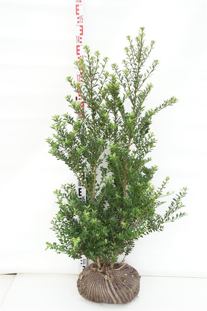 Bugienis maximowicziana (Lot Ilex maximowicziana)  100-120 CM RB