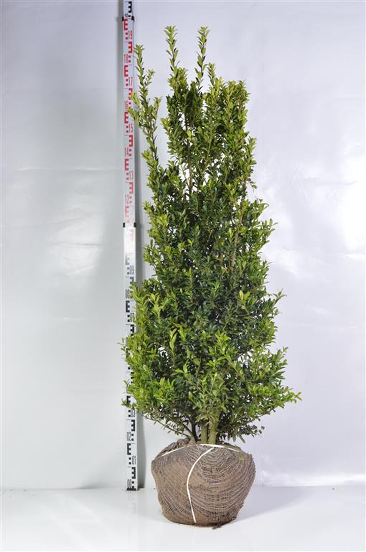 Bugienis maximowicziana (Lot Ilex maximowicziana) 125-150 CM RB | BUGIENIAI | KRŪMAI