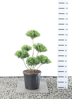 Bugienis maximowicziana (Lot Ilex maximowicziana)   60-80CM C25